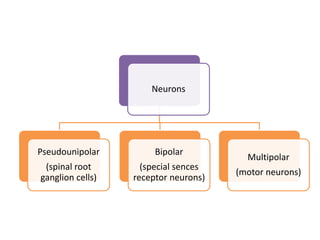 Neurons
Pseudounipolar
(spinal root
ganglion cells)
Bipolar
(special sences
receptor neurons)
Multipolar
(motor neurons)
 