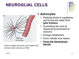 They are highly branched, star shaped cells
and are most numerous in CNS.
 