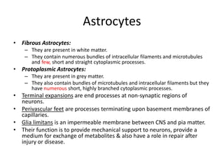 Astrocytes
• Fibrous Astrocytes:
– They are present in white matter.
– They contain numerous bundles of intracellular filaments and microtubules
and few, short and straight cytoplasmic processes.
• Protoplasmic Astrocytes:
– They are present in grey matter.
– They also contain bundles of microtubules and intracellular filaments but they
have numerous short, highly branched cytoplasmic processes.
• Terminal expansions are end processes at non-synaptic regions of
neurons.
• Perivascular feet are processes terminating upon basement membranes of
capillaries.
• Glia limitans is an impermeable membrane between CNS and pia matter.
• Their function is to provide mechanical support to neurons, provide a
medium for exchange of metabolites & also have a role in repair after
injury or disease.
 