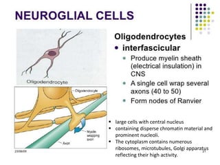  large cells with central nucleus
 containing disperse chromatin material and
prominent nucleoli.
 The cytoplasm contains numerous
ribosomes, microtubules, Golgi apparatus
reflecting their high activity.
 