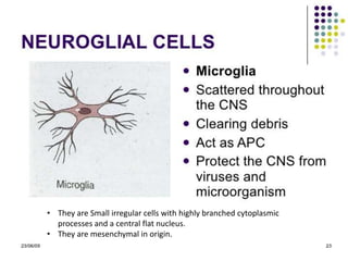 • They are Small irregular cells with highly branched cytoplasmic
processes and a central flat nucleus.
• They are mesenchymal in origin.
 
