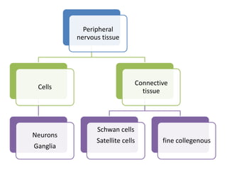 Peripheral
nervous tissue
Cells
Neurons
Ganglia
Connective
tissue
Schwan cells
Satellite cells fine collegenous
 