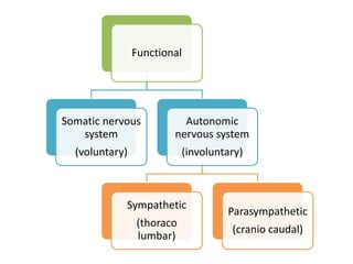 Functional
Somatic nervous
system
(voluntary)
Autonomic
nervous system
(involuntary)
Sympathetic
(thoraco
lumbar)
Parasympathetic
(cranio caudal)
 