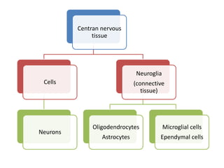 Centran nervous
tissue
Cells
Neurons
Neuroglia
(connective
tissue)
Oligodendrocytes
Astrocytes
Microglial cells
Ependymal cells
 