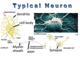 cell body
dendrite
Synapse
axon
Myelin
sheath
 