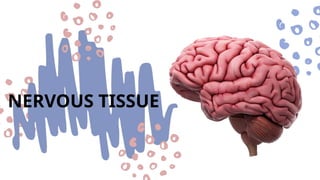 Biology 2 quarter 1 different types of nervous tissue.pptx