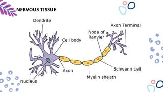 Biology 2 quarter 1 different types of nervous tissue.pptx