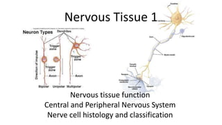 Nervous Tissue 1
Nervous tissue function
Central and Peripheral Nervous System
Nerve cell histology and classification
 