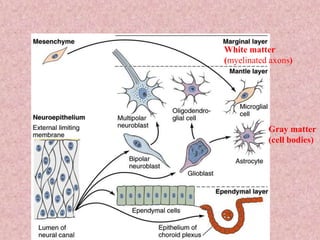 Gray matter
(cell bodies)
White matter
(myelinated axons)
 
