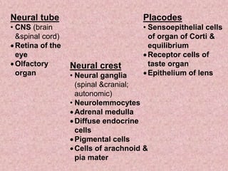 Neural tube
• CNS (brain
&spinal cord)
Retina of the
eye
Olfactory
organ
Neural crest
• Neural ganglia
(spinal &cranial;
autonomic)
• Neurolemmocytes
Adrenal medulla
Diffuse endocrine
cells
Pigmental cells
Cells of arachnoid &
pia mater
Placodes
• Sensoepithelial cells
of organ of Corti &
equilibrium
Receptor cells of
taste organ
Epithelium of lens
 