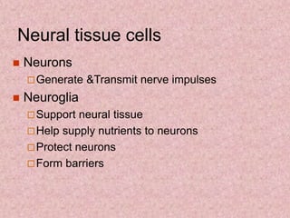  Neurons
Generate &Transmit nerve impulses
 Neuroglia
Support neural tissue
Help supply nutrients to neurons
Protect neurons
Form barriers
Neural tissue cells
 