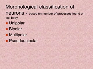Morphological classification of
neurons - based on number of processes found on
cell body
 Unipolar
 Bipolar
 Multipolar
 Pseudounipolar
 