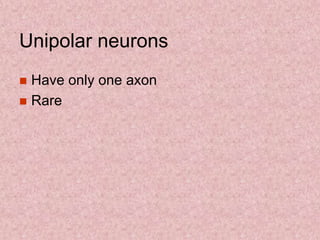Unipolar neurons
 Have only one axon
 Rare
 