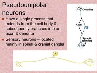 Pseudounipolar
neurons
 Have a single process that
extends from the cell body &
subsequently branches into an
axon & dendrite
 Sensory neurons – located
mainly in spinal & cranial ganglia
 
