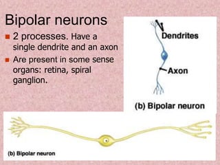 Bipolar neurons
 2 processes. Have a
single dendrite and an axon
 Are present in some sense
organs: retina, spiral
ganglion.
 