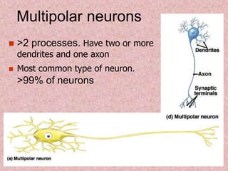 Multipolar neurons
 >2 processes. Have two or more
dendrites and one axon
 Most common type of neuron.
>99% of neurons
 