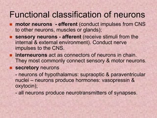 Functional classification of neurons
 motor neurons - efferent (conduct impulses from CNS
to other neurons, muscles or glands);
 sensory neurons - afferent (receive stimuli from the
internal & external environment). Conduct nerve
impulses to the CNS.
 interneurons act as connectors of neurons in chain.
They most commonly connect sensory & motor neurons.
 secretory neurons
- neurons of hypothalamus: supraoptic & paraventricular
nuclei – neurons produce hormones: vasopressin &
oxytocin);
- all neurons produce neurotransmitters of synapses.
 