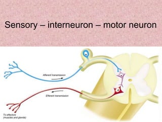 Sensory – interneuron – motor neuron
 
