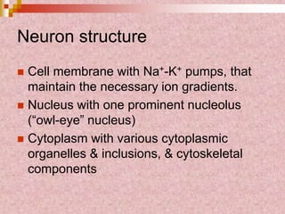 Neuron structure
 Cell membrane with Na+-K+ pumps, that
maintain the necessary ion gradients.
 Nucleus with one prominent nucleolus
(“owl-eye” nucleus)
 Cytoplasm with various cytoplasmic
organelles & inclusions, & cytoskeletal
components
 