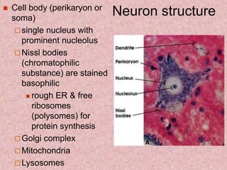 Neuron structure Cell body (perikaryon or
soma)
 single nucleus with
prominent nucleolus
 Nissl bodies
(chromatophilic
substance) are stained
basophilic
 rough ER & free
ribosomes
(polysomes) for
protein synthesis
 Golgi complex
 Mitochondria
 Lysosomes
 