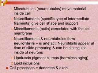 Microtubules (neurotubules) move material
inside cell
Neurofilaments (specific type of intermediate
filaments) give cell shape and support
Microfilaments (actin) associated with the cell
membrane
Neurofilaments & neurotubules form
neurofibrils – is artefact. Neurofibrils appear at
time of slide preparing & can be distinguish
inside of neurons
Lipofuscin pigment clumps (harmless aging)
Lipid inclusions
 Cell processes = dendrites & axon
 