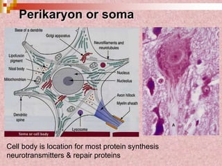 Perikaryon or soma
Cell body is location for most protein synthesis
neurotransmitters & repair proteins
 