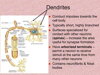 Dendrites
 Conduct impulses towards the
cell body
 Typically short, highly branched
 Surfaces specialized for
contact with other neurons
(spines) – increase the area
useful for synapse formation
 Have arborized terminals –
permit a neuron to receive
stimuli at the same time from
many other neurons
 Contains neurofibrils & Nissl
bodies
 