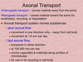 Axonal Transport
 Axonal transport system moves substances
slow axonal flow
 movement in one direction only -- away from cell body
 movement at 1-5 mm per day
fast axonal flow
 transports in either direction
 at 100-500 mm per day
 moves organelles & materials along surface of
microtubules
 for use or for recycling in cell body
•Anterograde transport – carries material away from the soma
•Retrograde transport – carries material toward the soma for
reutilization, recycling, or degradation
 