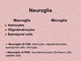 Neuroglia
Macroglia
 Astrocytes
 Oligodendrocytes
 Ependymal cells
Microglia
 Neuroglia of CNS: astrocytes, oligodendrocytes,
ependymal cells, microglia
Neuroglia of PNS: neurolemmocytes (Schwann cell),
satellite cells
 
