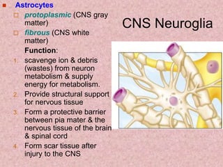 CNS Neuroglia
 Astrocytes
 protoplasmic (CNS gray
matter)
 fibrous (CNS white
matter)
Function:
1. scavenge ion & debris
(wastes) from neuron
metabolism & supply
energy for metabolism.
2. Provide structural support
for nervous tissue
3. Form a protective barrier
between pia mater & the
nervous tissue of the brain
& spinal cord
4. Form scar tissue after
injury to the CNS
 