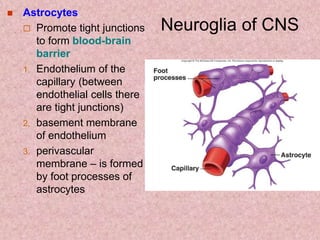 Neuroglia of CNS
 Astrocytes
 Promote tight junctions
to form blood-brain
barrier
1. Endothelium of the
capillary (between
endothelial cells there
are tight junctions)
2. basement membrane
of endothelium
3. perivascular
membrane – is formed
by foot processes of
astrocytes
 