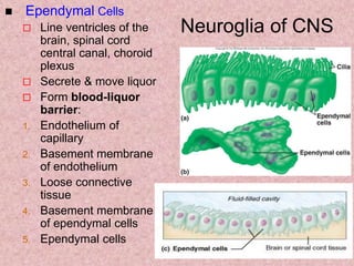 Neuroglia of CNS
 Ependymal Cells
 Line ventricles of the
brain, spinal cord
central canal, choroid
plexus
 Secrete & move liquor
 Form blood-liquor
barrier:
1. Endothelium of
capillary
2. Basement membrane
of endothelium
3. Loose connective
tissue
4. Basement membrane
of ependymal cells
5. Ependymal cells
 