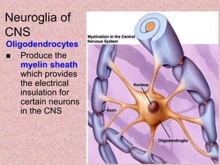 Oligodendrocytes
 Produce the
myelin sheath
which provides
the electrical
insulation for
certain neurons
in the CNS
Neuroglia of
CNS
 