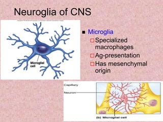 Neuroglia of CNS
 Microglia
Specialized
macrophages
Ag-presentation
Has mesenchymal
origin
 
