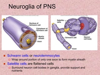 Neuroglia of PNS
 Schwann cells or neurolemmocytes
 Wrap around portion of only one axon to form myelin sheath
 Satellite cells are flattened cells
 Surround neuron cell bodies in ganglia, provide support and
nutrients
 