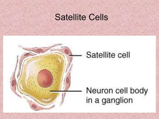 Satellite Cells
 