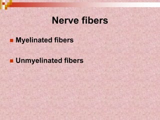 Nerve fibers
 Myelinated fibers
 Unmyelinated fibers
 