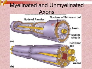 Myelinated and Unmyelinated
Axons
 