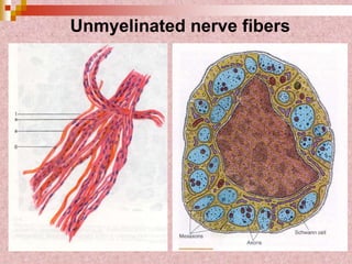 Unmyelinated nerve fibers
 