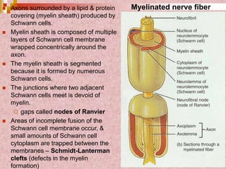 Axons surrounded by a lipid & protein
covering (myelin sheath) produced by
Schwann cells.
 Myelin sheath is composed of multiple
layers of Schwann cell membrane
wrapped concentrically around the
axon.
 The myelin sheath is segmented
because it is formed by numerous
Schwann cells.
 The junctions where two adjacent
Schwann cells meet is devoid of
myelin.
 gaps called nodes of Ranvier
 Areas of incomplete fusion of the
Schwann cell membrane occur, &
small amounts of Schwann cell
cytoplasm are trapped between the
membranes – Schmidt-Lanterman
clefts (defects in the myelin
formation)
Myelinated nerve fiber
 
