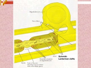 Schmidt-
Lanterman clefts
 