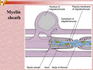 Myelin
sheath
 