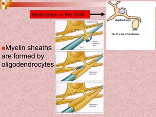 Myelination in the CNS
Myelin sheaths
are formed by
oligodendrocytes
 