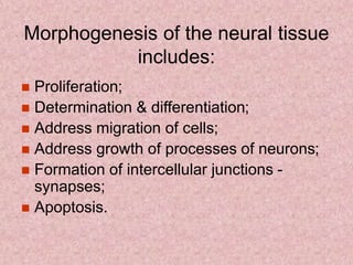 Morphogenesis of the neural tissue
includes:
 Proliferation;
 Determination & differentiation;
 Address migration of cells;
 Address growth of processes of neurons;
 Formation of intercellular junctions -
synapses;
 Apoptosis.
 