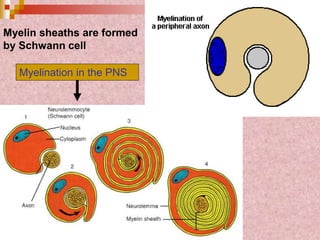 Myelination in the PNS
Myelin sheaths are formed
by Schwann cell
 