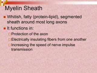 Myelin Sheath
 Whitish, fatty (protein-lipid), segmented
sheath around most long axons
 It functions in:
Protection of the axon
Electrically insulating fibers from one another
Increasing the speed of nerve impulse
transmission
 