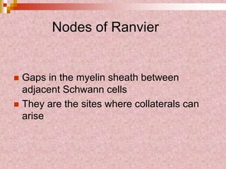 Nodes of Ranvier
 Gaps in the myelin sheath between
adjacent Schwann cells
 They are the sites where collaterals can
arise
 