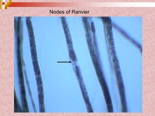 Nodes of Ranvier
 