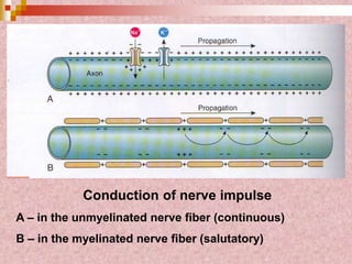 Conduction of nerve impulse
A – in the unmyelinated nerve fiber (continuous)
B – in the myelinated nerve fiber (salutatory)
 