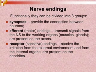 Nerve endings
Functionally they can be divided into 3 groups:
 synapses – provide the connection between
neurons;
 efferent (motor) endings – transmit signals from
the NS to the working organs (muscles, glands);
are present on the axons.
 receptor (sensitive) endings – receive the
irritation from the external environment and from
the internal organs; are present on the
dendrites.
 